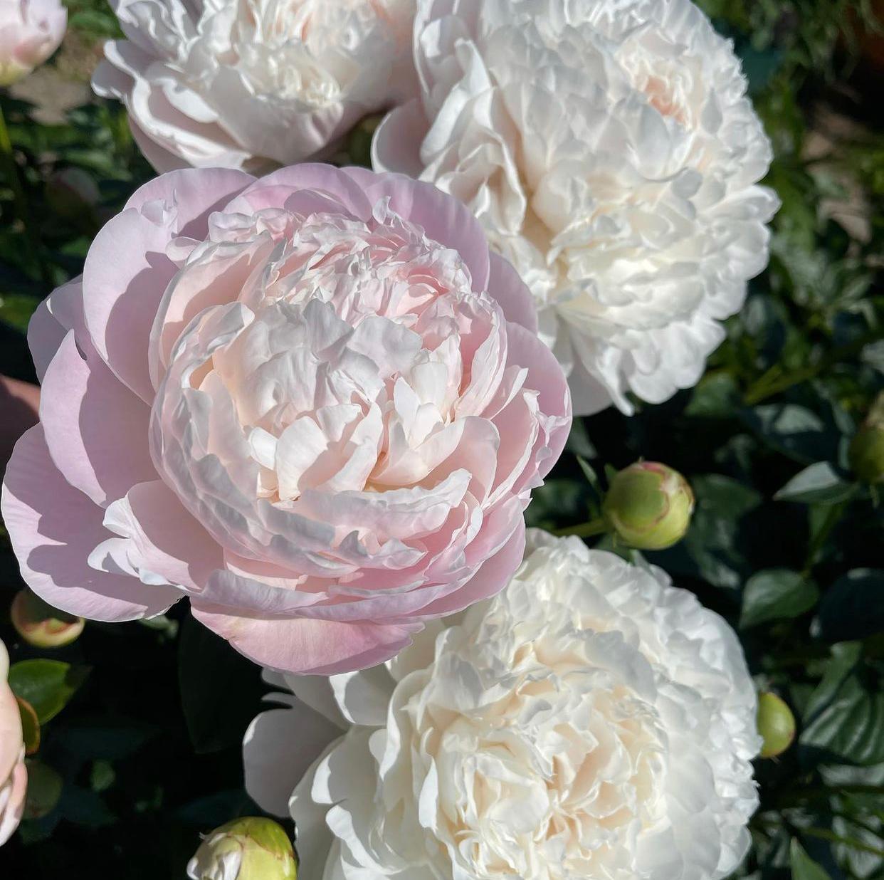 Пион Корина Версан