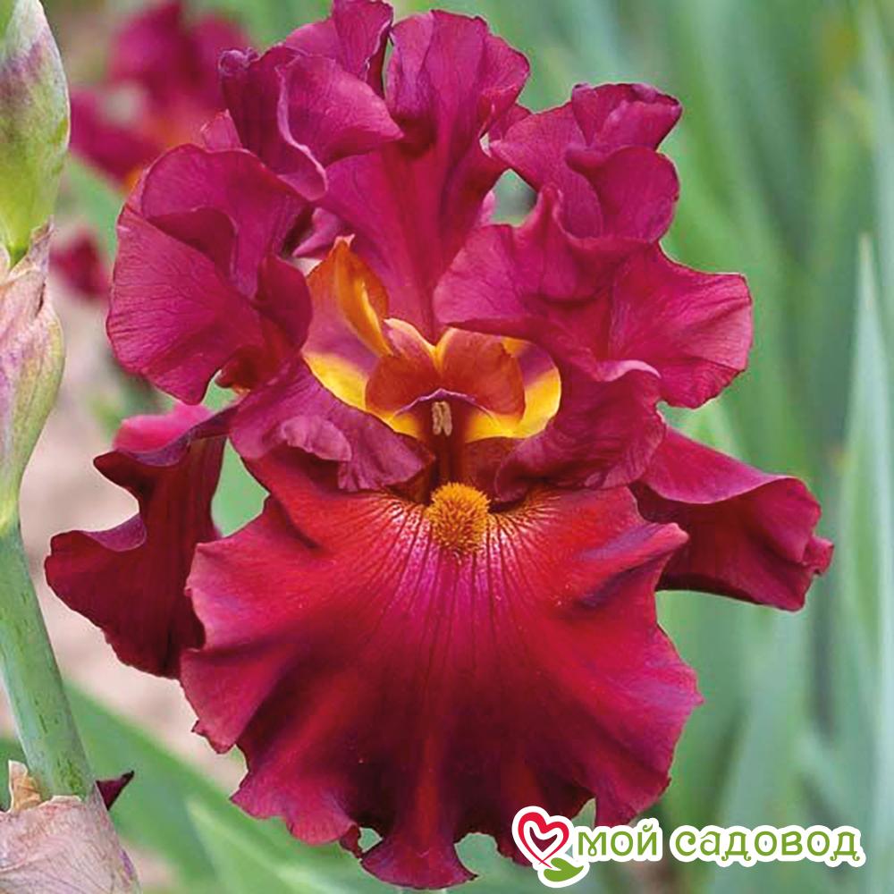 Ирис германский Ред Зингер