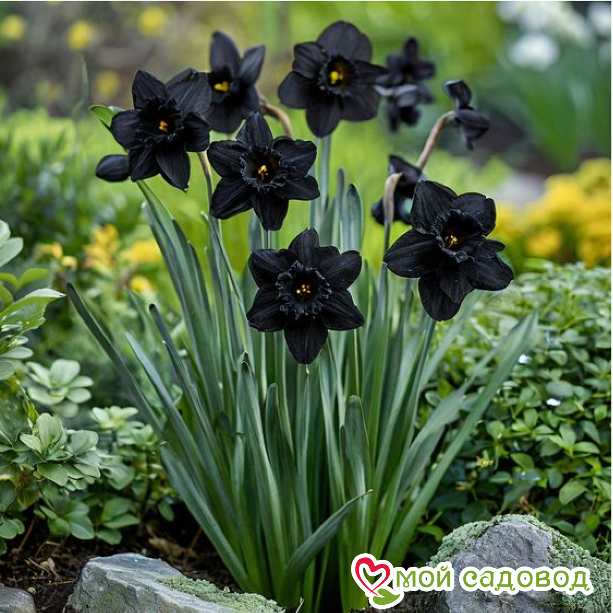 Нарцисс Тень Королевы