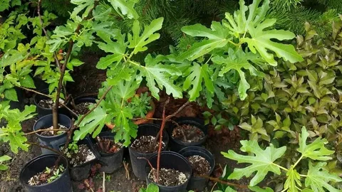 Инжир Белое Солнце